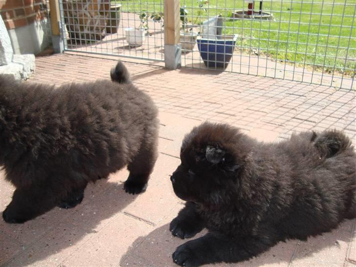Chow chow Henning - Mine brødre. billede 5
