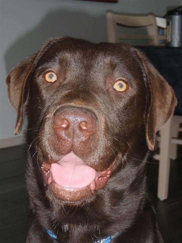 Labrador retriever Zanto billede 1