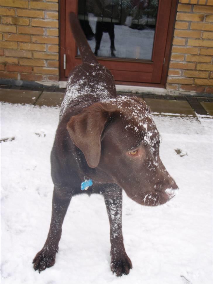 Labrador retriever Zanto billede 2