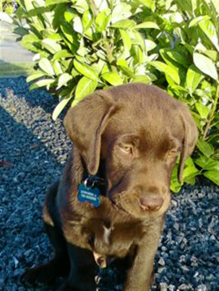 Labrador retriever Zanto billede 3