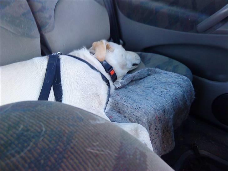 Blanding af racer Fnug - Fnug april 2010 billede 10