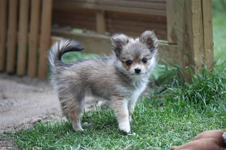 Chihuahua Divine Angel billede 14