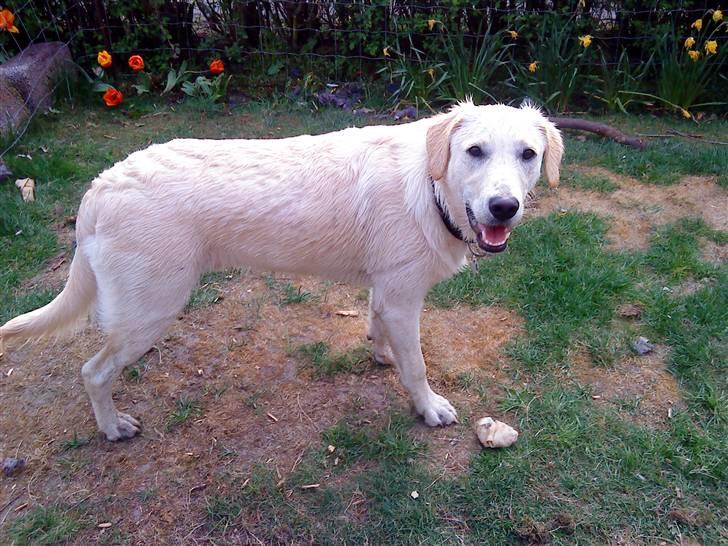 Blanding af racer Fnug - Fnug april 2009 billede 8