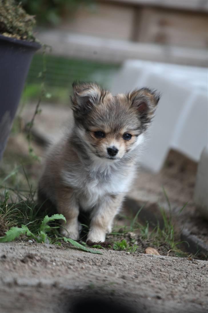 Chihuahua Divine Angel billede 15