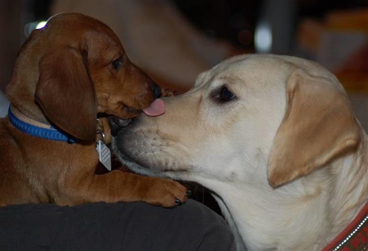 Blanding af racer Fnug - Fnug og Nalle julen 2010 billede 12