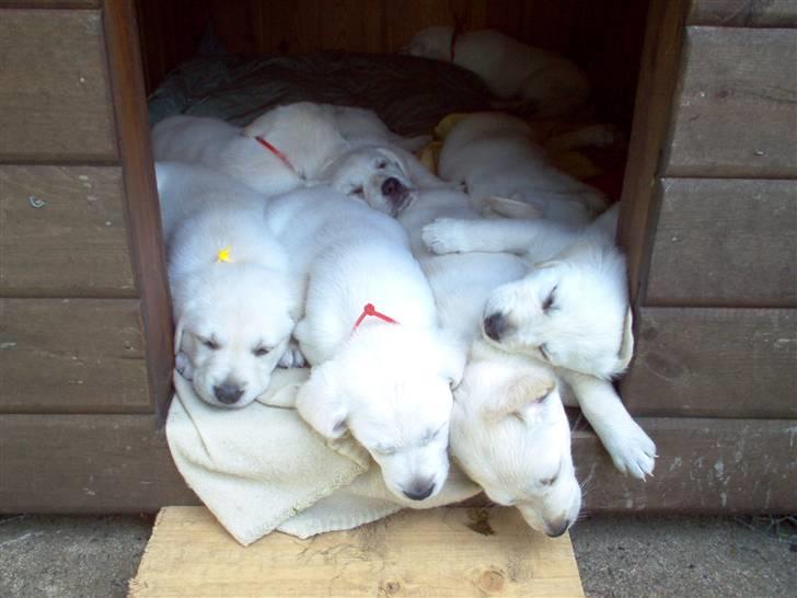 Blanding af racer Fnug - Fnug og hans søskende september 2008 billede 2