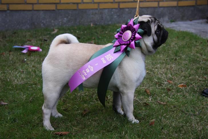Mops Tangomopsens Teddy - 1. udstilling -SL, Bedste Hvalp, BIS 2 Hvalp. billede 1