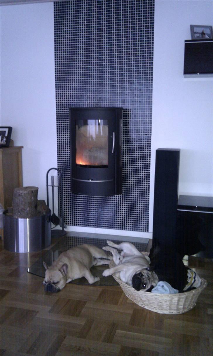 Mops Tangomopsens Teddy billede 2