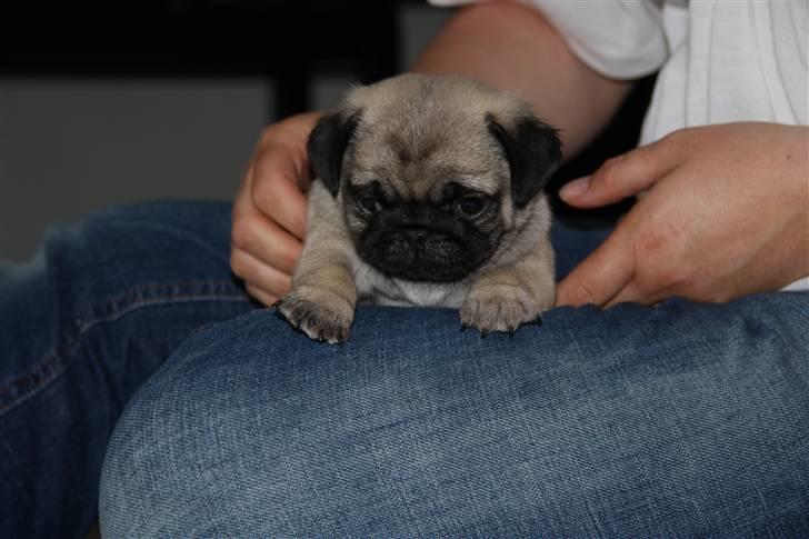 Mops Tangomopsens Teddy billede 3