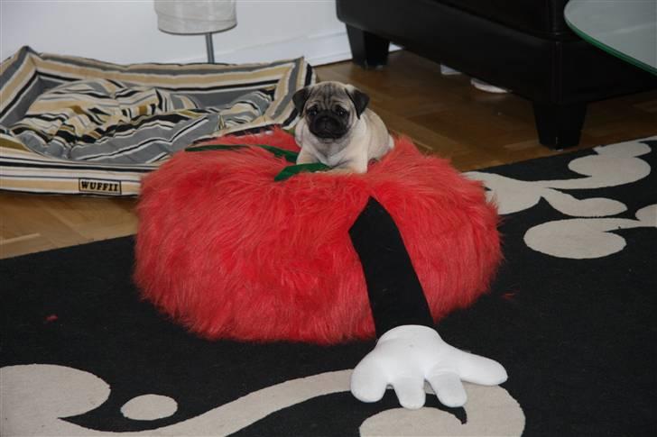 Mops Tangomopsens Teddy - elsker at ligge oven på min tomat i stuen.. billede 4