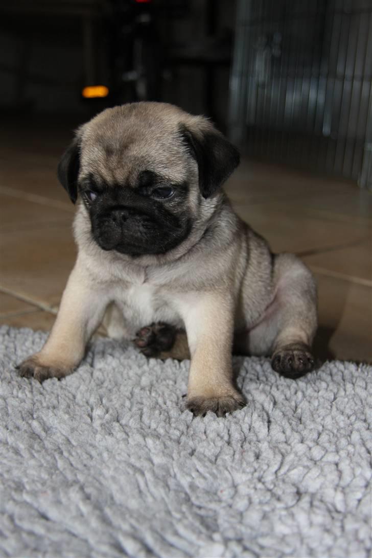 Mops Tangomopsens Teddy billede 5