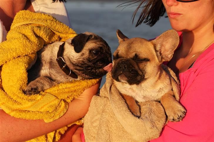 Mops Tangomopsens Teddy billede 6