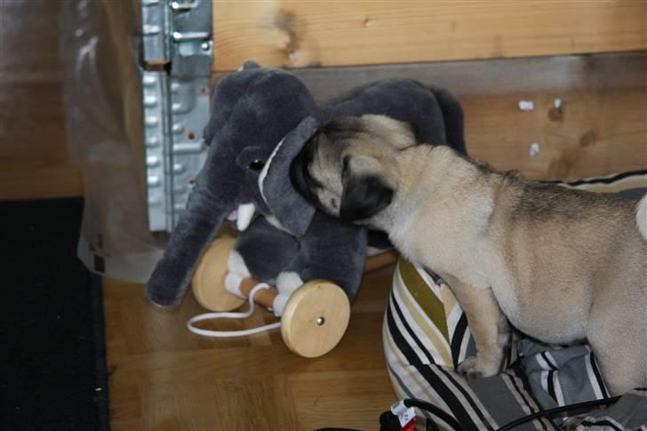Mops Tangomopsens Teddy - jeg syntes bodil kær er sød. billede 7