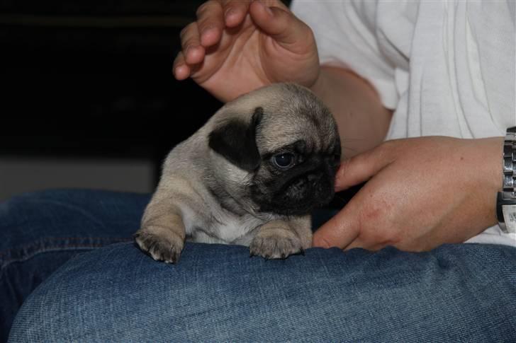 Mops Tangomopsens Teddy billede 8