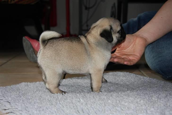 Mops Tangomopsens Teddy billede 9