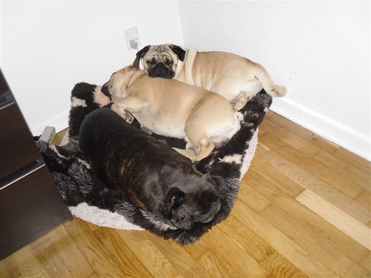 Mops Tangomopsens Teddy billede 10