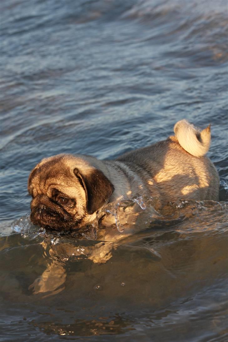 Mops Tangomopsens Teddy billede 11