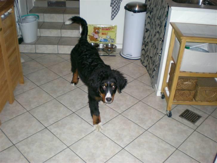 Berner sennenhund Carlo Falk - April 2009 billede 17