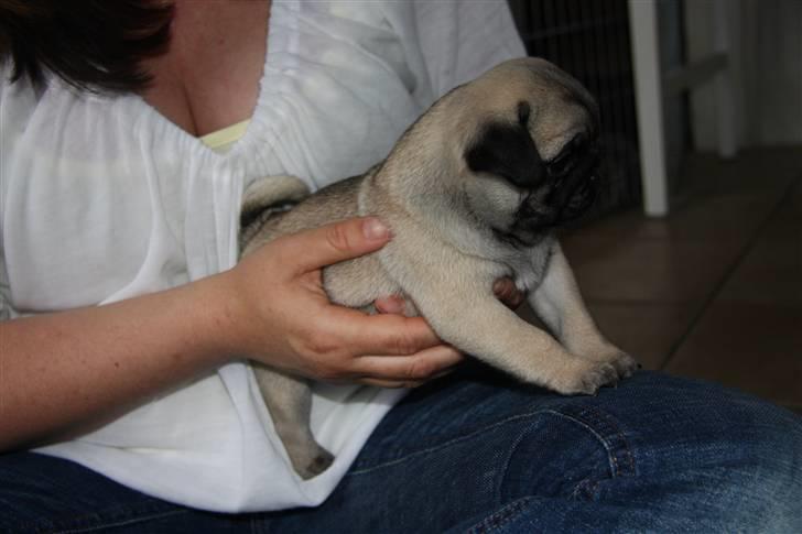 Mops Tangomopsens Teddy billede 12