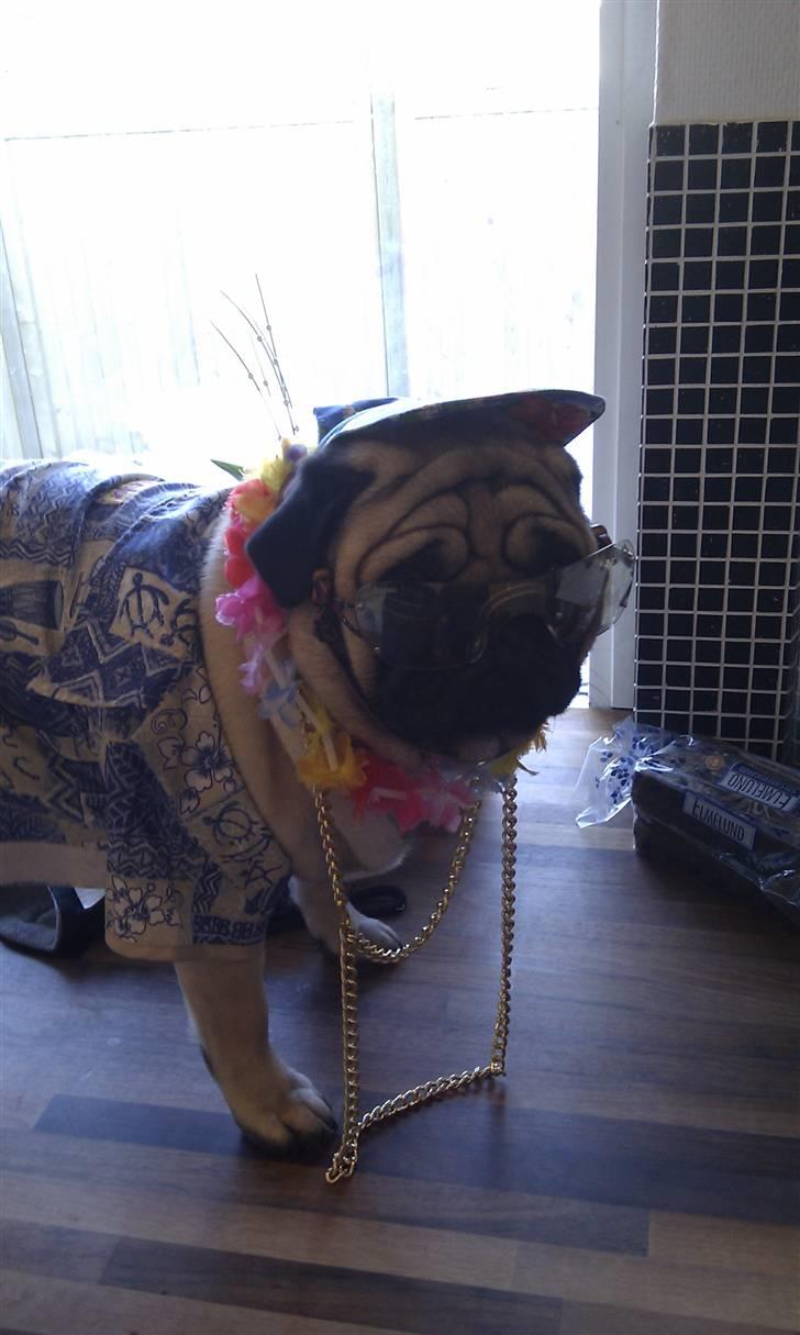 Mops Tangomopsens Teddy - ligger og bobler med min beste ven loke... billede 13