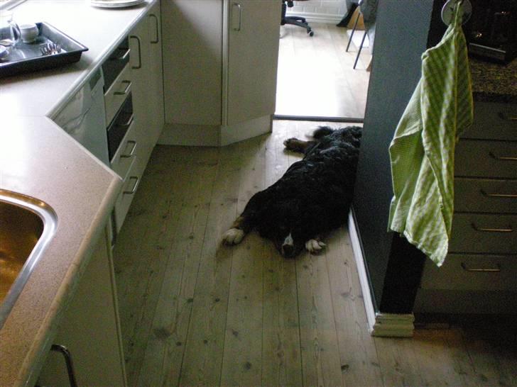 Berner sennenhund Carlo Falk - April 2009 - Carlo synes det er uretfærdigt vi ik gider lege hele tiden :-) billede 18