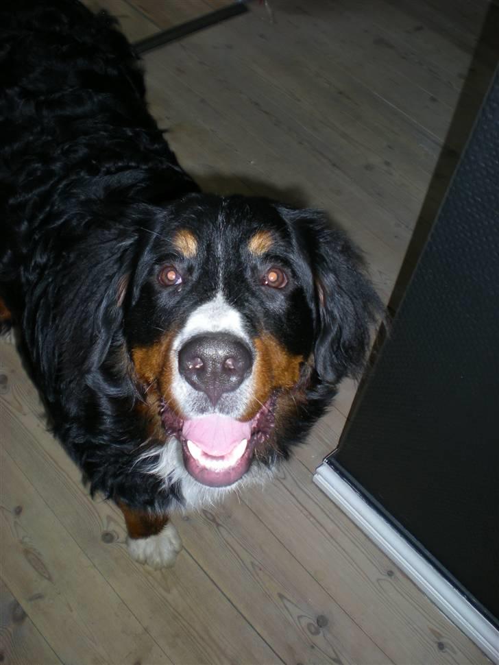 Berner sennenhund Carlo Falk - April 2009 billede 19