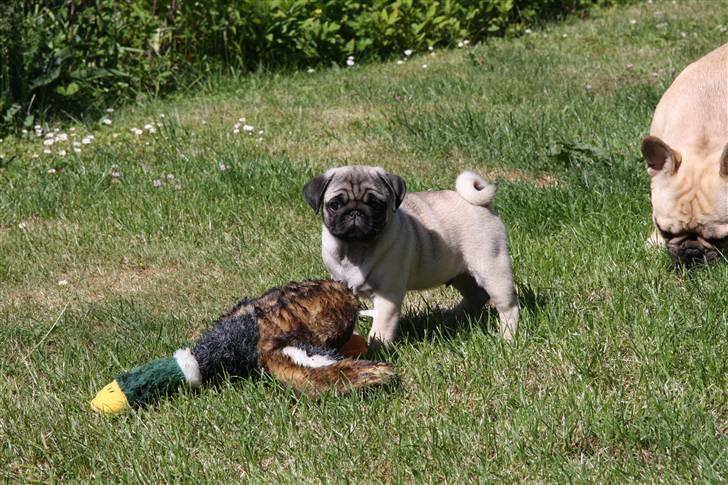 Mops Tangomopsens Teddy - kamphunden har netop nedlagt sit første bytte på egen hånd billede 14