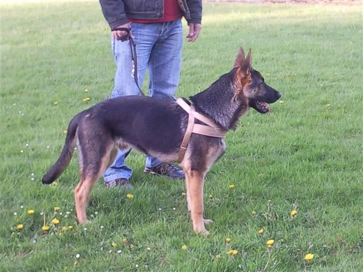 Schæferhund Rocky billede 1