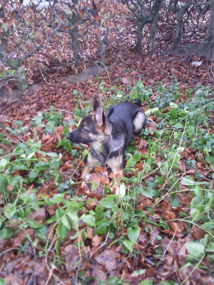 Schæferhund Rocky billede 2