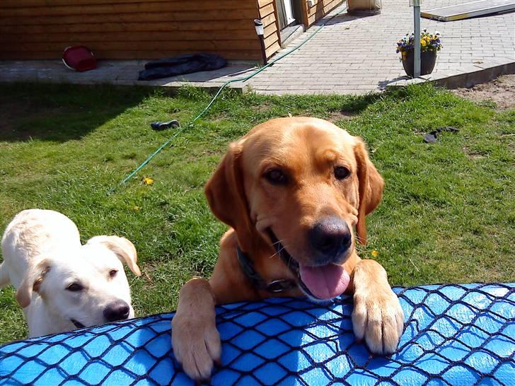 Labrador retriever Buller - buller den brune xD<3 billede 1