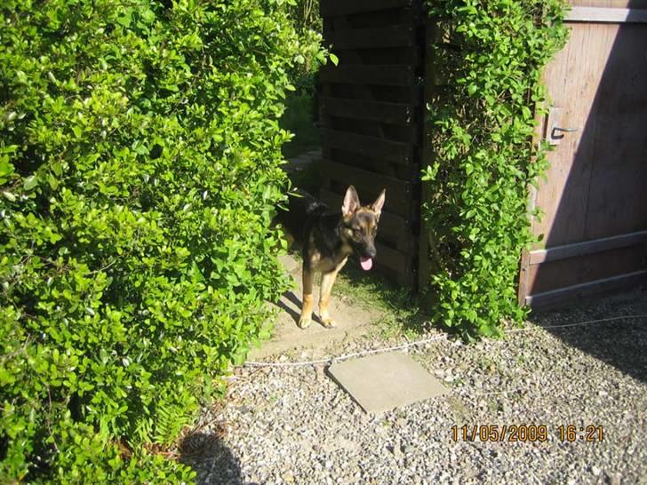 Schæferhund Rocky billede 3