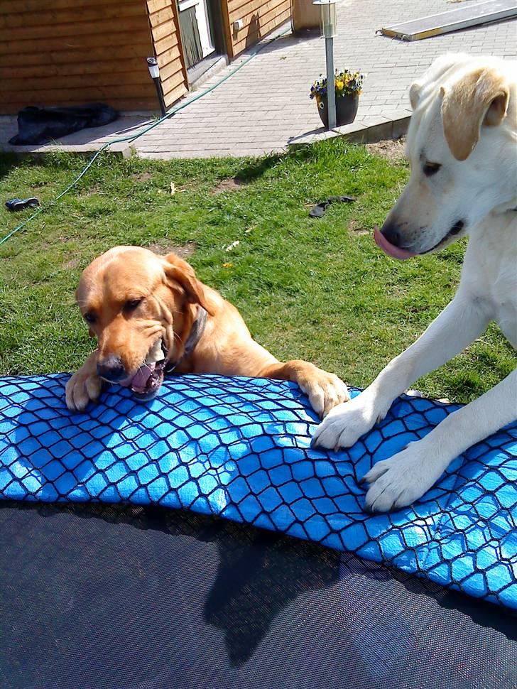 Labrador retriever Buller - buller til venstra xD billede 2