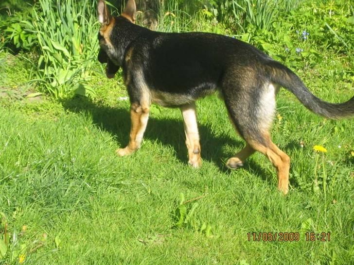 Schæferhund Rocky billede 4