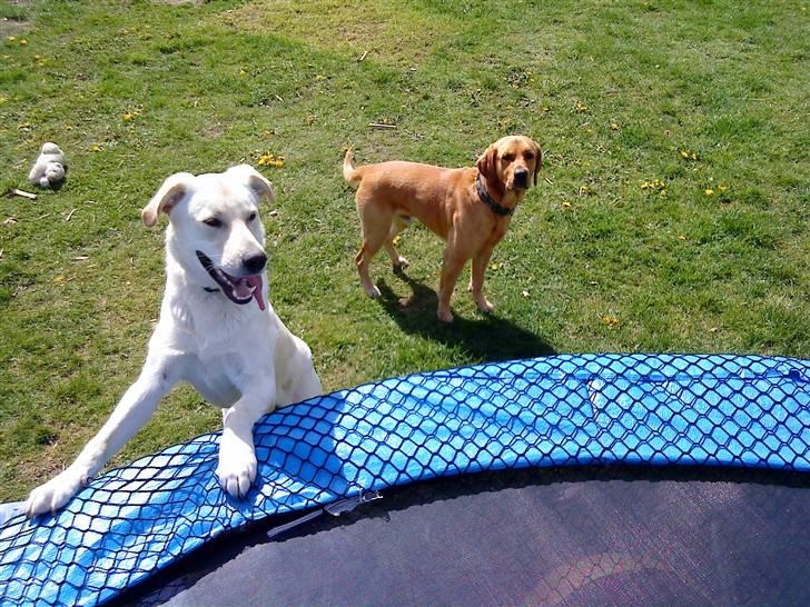 Labrador retriever Buller - buller til højre <3 billede 3