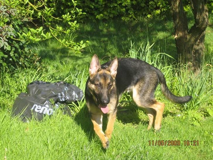 Schæferhund Rocky billede 5