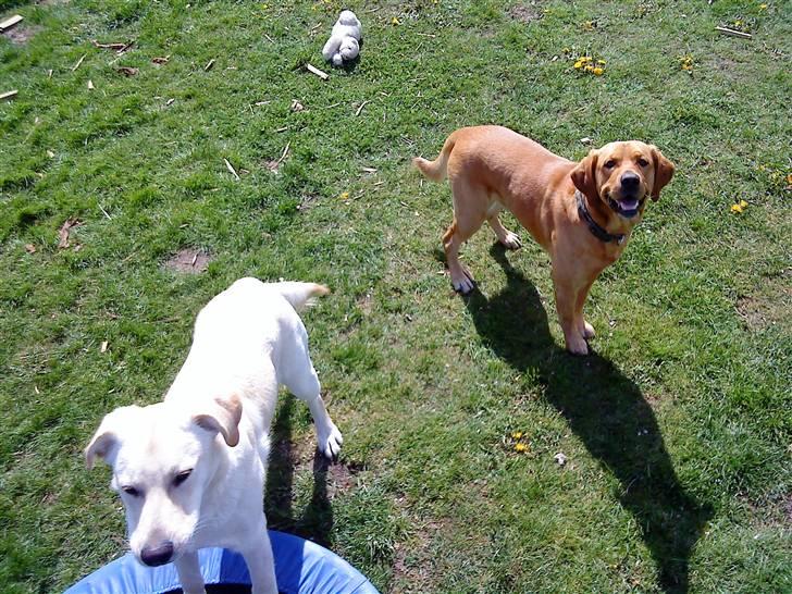 Labrador retriever Buller - buller til højre :p <3 billede 4