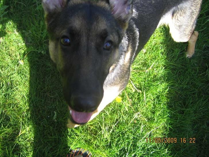 Schæferhund Rocky billede 6