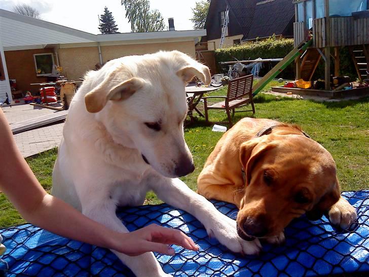 Labrador retriever Buller - buller til højre <3 billede 5