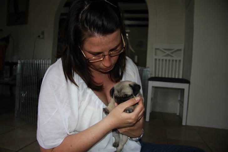 Mops Tangomopsens Teddy billede 15