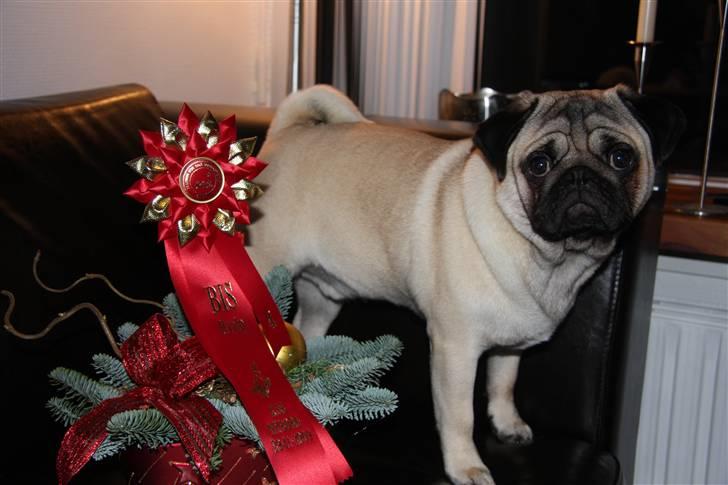 Mops Tangomopsens Teddy billede 16