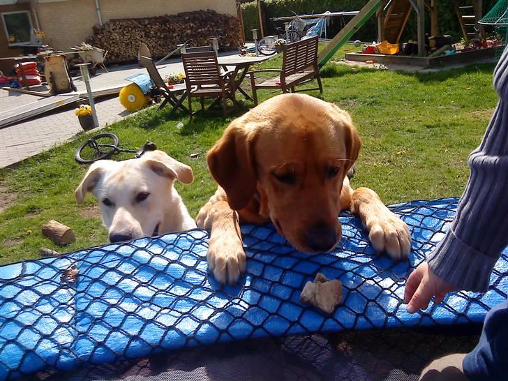 Labrador retriever Buller - buller forest xD billede 6