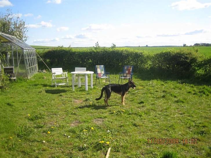 Schæferhund Rocky billede 7