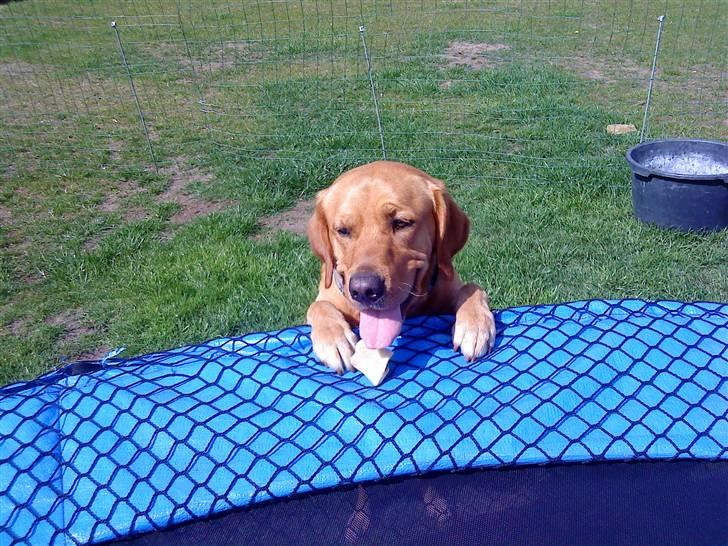 Labrador retriever Buller - buller bassen<3 han kan sige appelsin på billeder xD billede 7