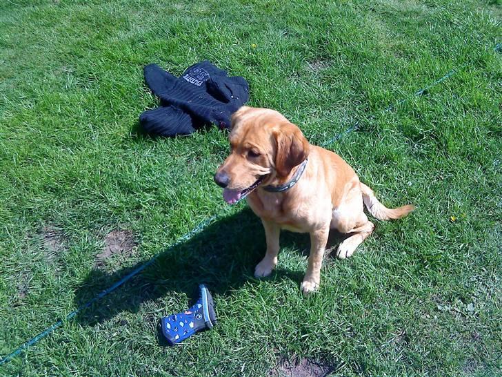 Labrador retriever Buller - SMIL du på :D er taget oppe fra en trampolin så derfor ser han lille ud xD <3 billede 8