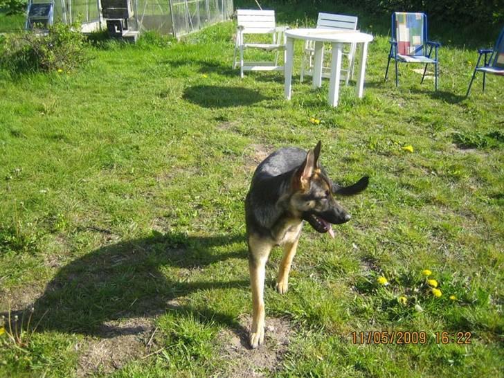 Schæferhund Rocky billede 8