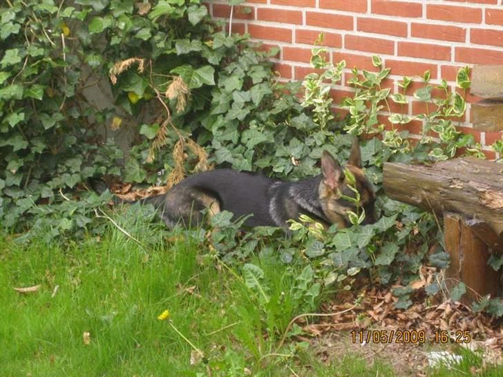 Schæferhund Rocky billede 9