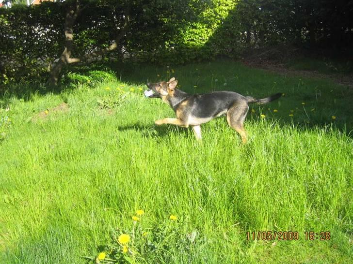 Schæferhund Rocky billede 10