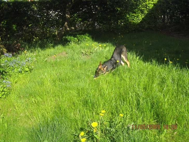 Schæferhund Rocky billede 11