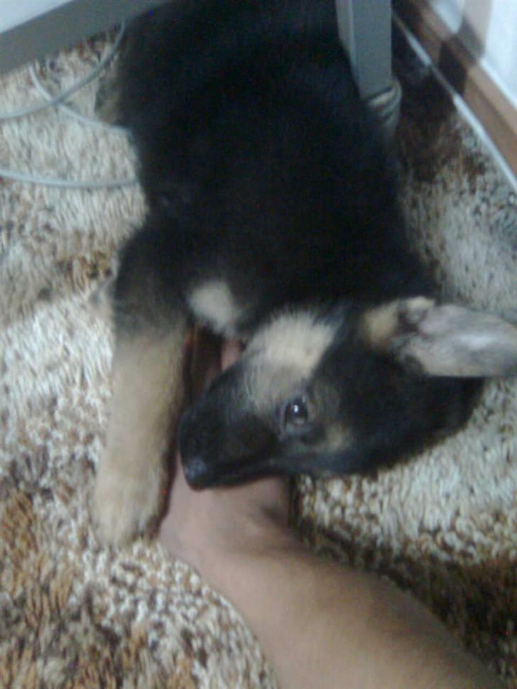 Schæferhund Rocky billede 12