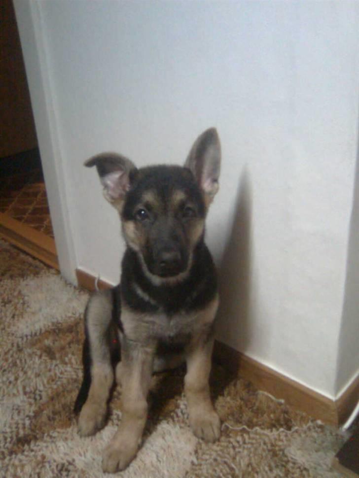 Schæferhund Rocky billede 13